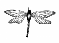 Dragonfly 1